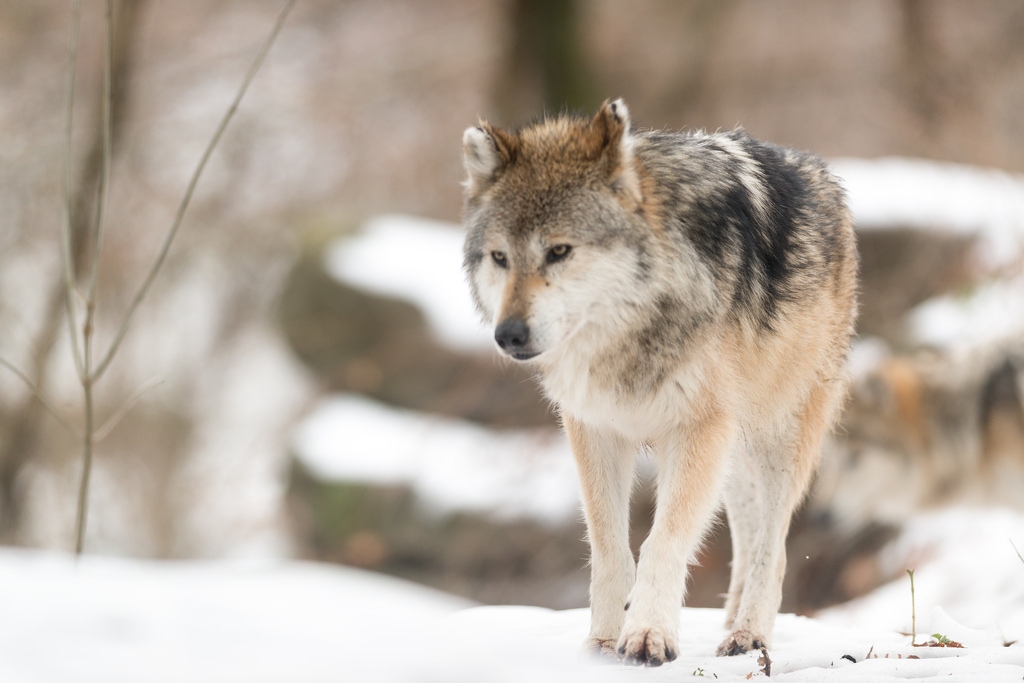 Wolves on endangered list becoming issue in Wisconsin - WIZM 92.3FM 1410AM